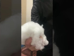 उत्पादन hcs